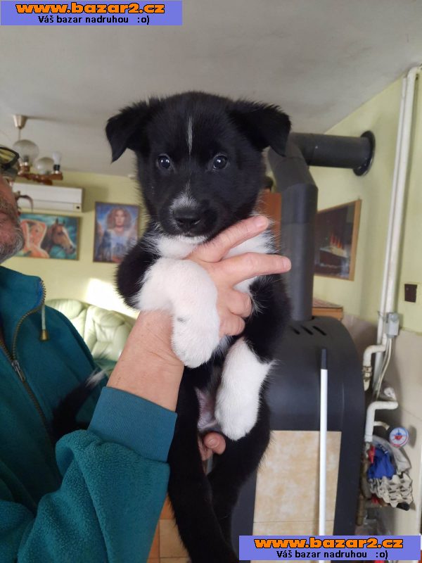 štěňata Husky a Border kolie PRÁVĚ K ODBĚRU