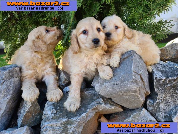 Goldendoodle štěňata na prodej