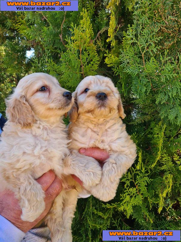 Goldendoodle štěňata na prodej