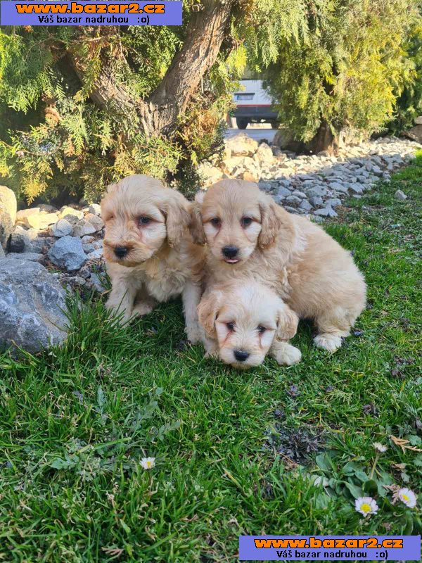 Goldendoodle štěňata na prodej