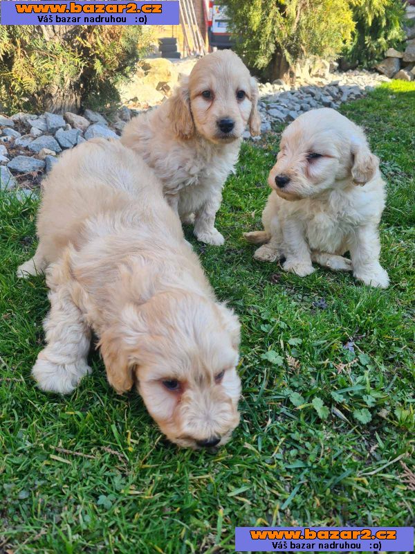 Goldendoodle štěňata na prodej