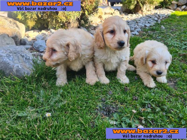 Goldendoodle štěňata na prodej