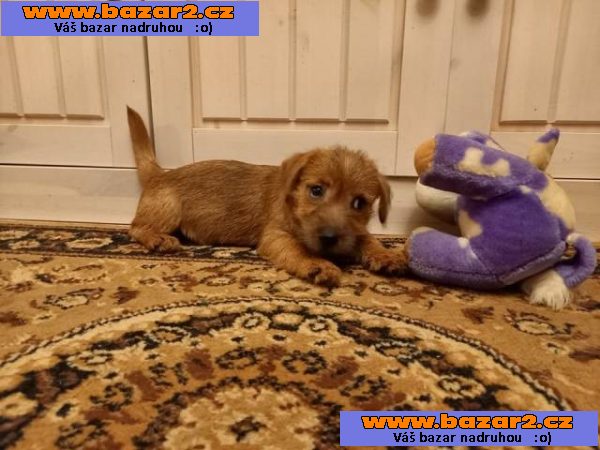 Norfolk Terrier