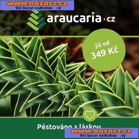 Blahočet čilský - Araucaria araucana