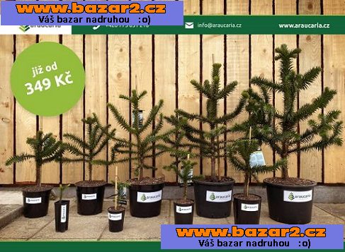 Blahočet čilský - Araucaria araucana