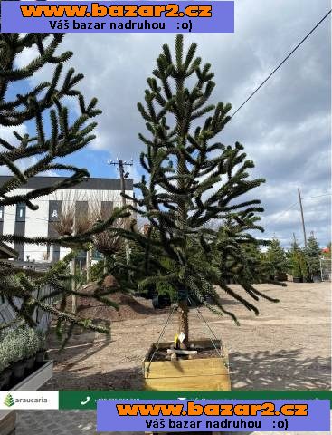 Blahočet čilský - Araucaria araucana