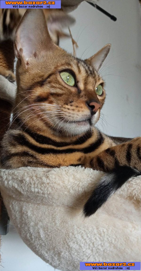 Bengálská koťata na prodej