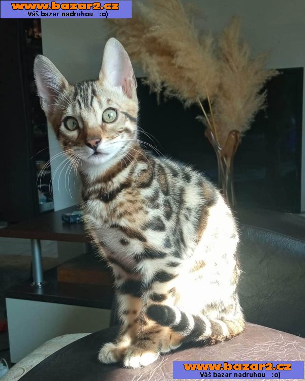 Bengálská koťata na prodej