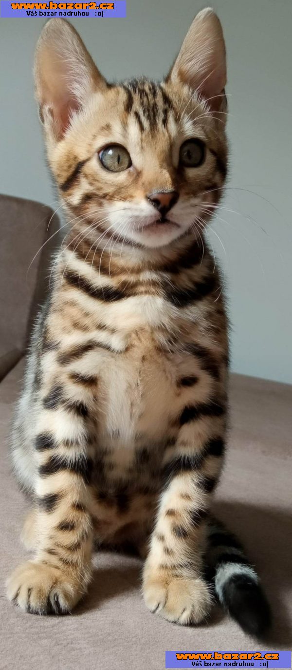 Bengálská koťata na prodej