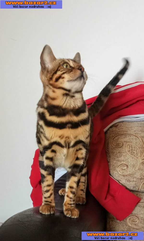 Bengálská koťata na prodej