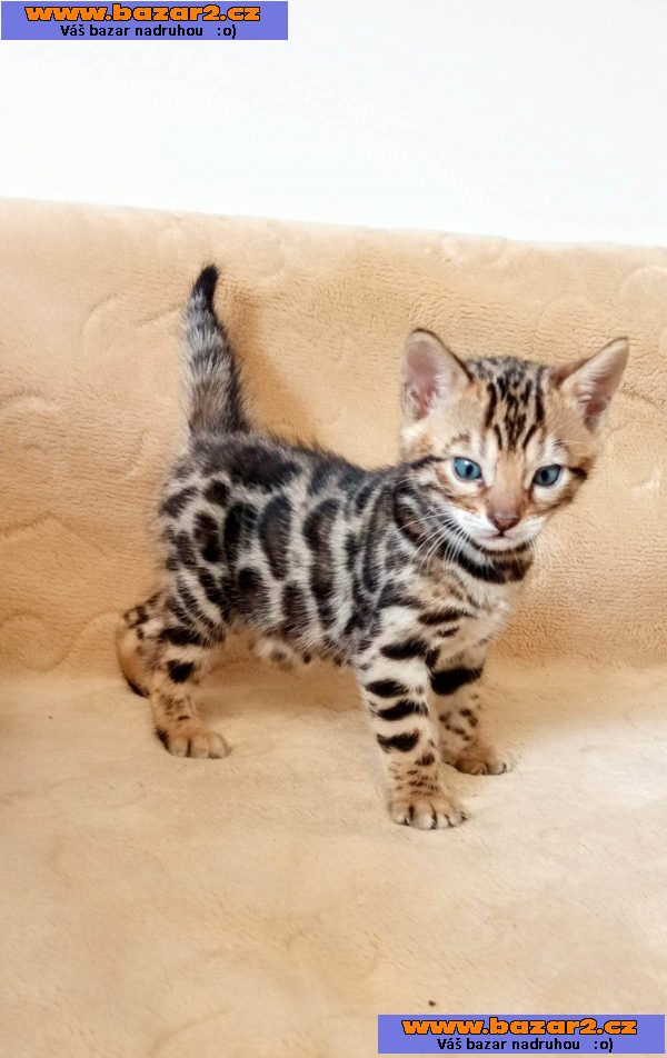 Bengálská koťata na prodej