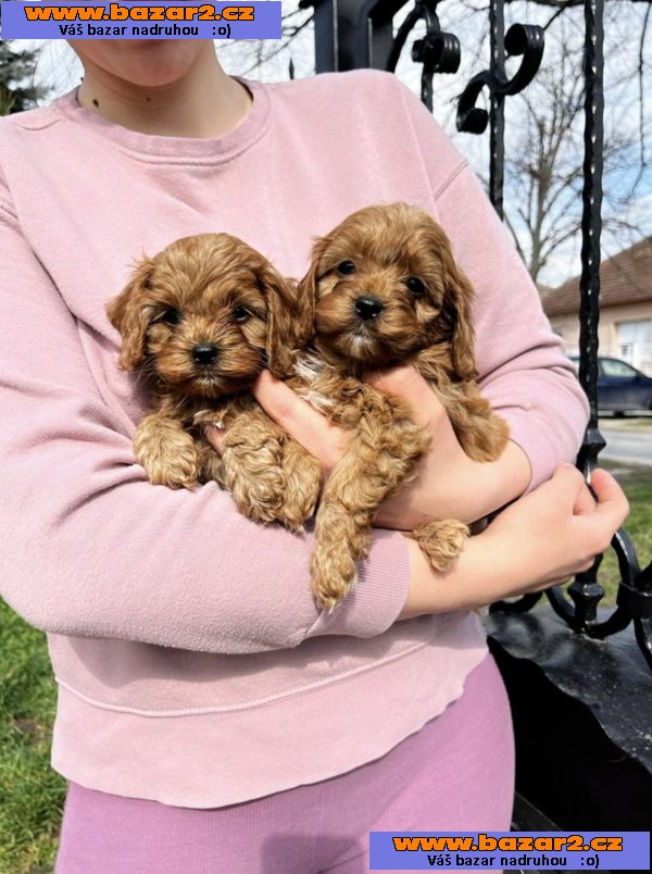 Cavapoo štěňata na prodej