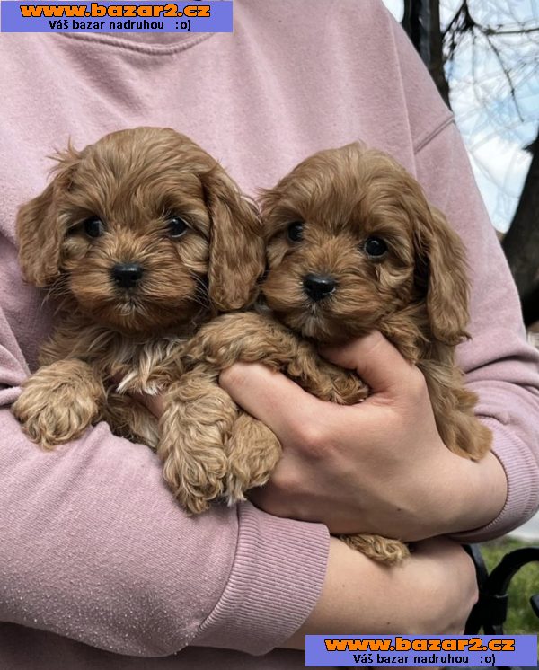 Cavapoo štěňata na prodej