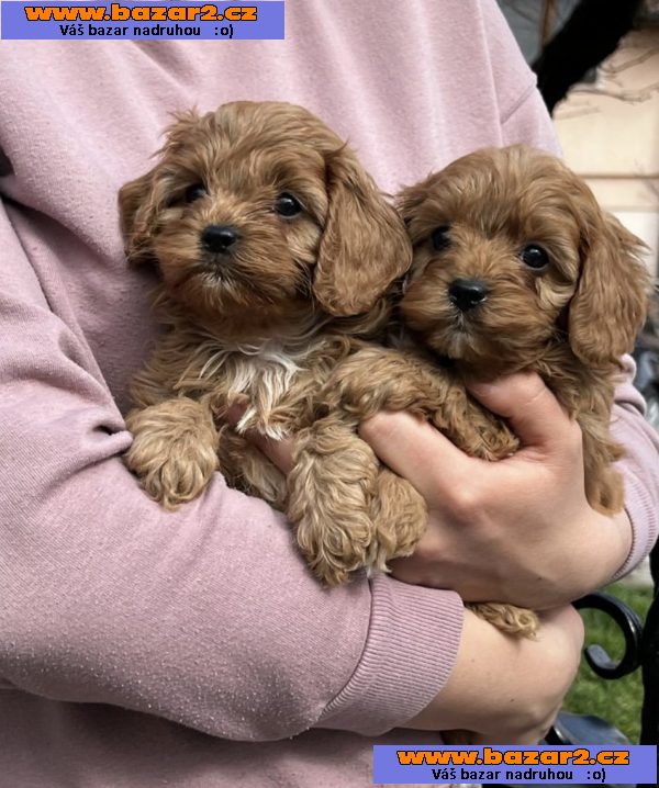 Cavapoo štěňata na prodej