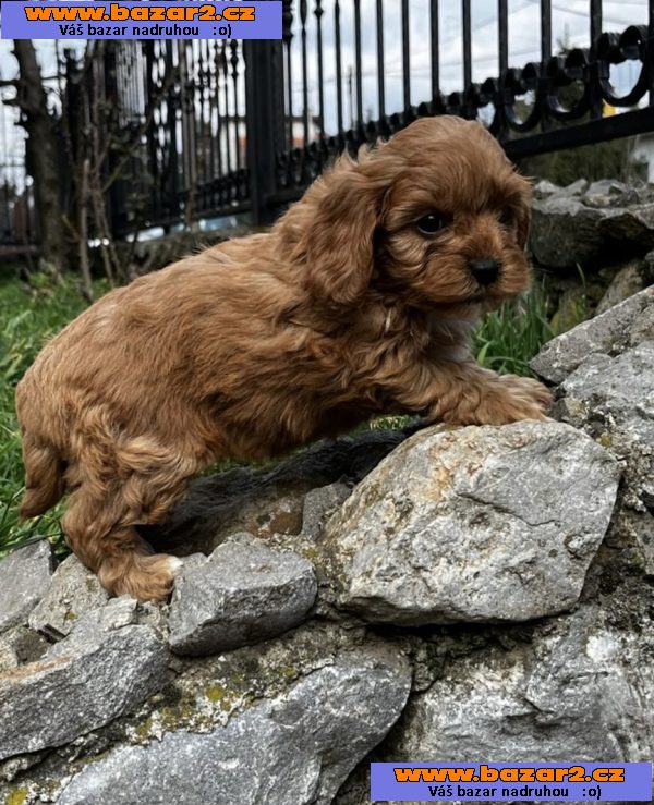 Cavapoo štěňata na prodej