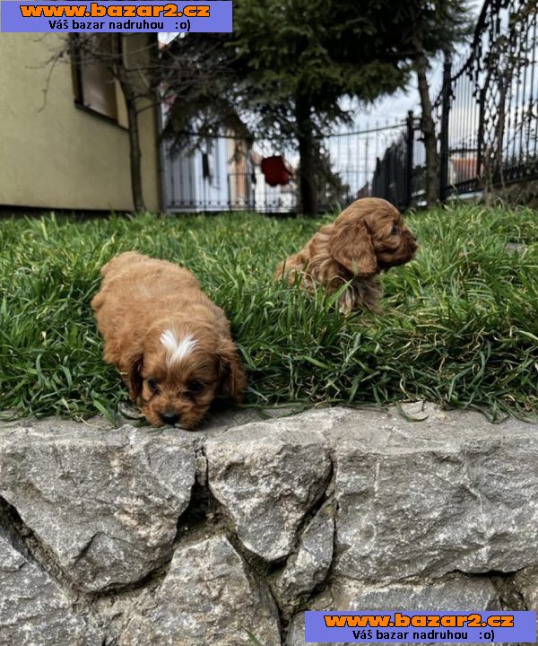 Cavapoo štěňata na prodej