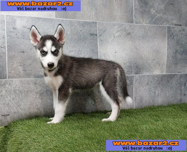 Sibiřský husky s PP