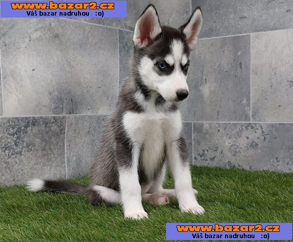 Sibiřský husky s PP