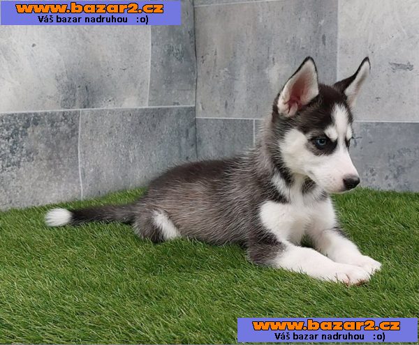 Sibiřský husky s PP