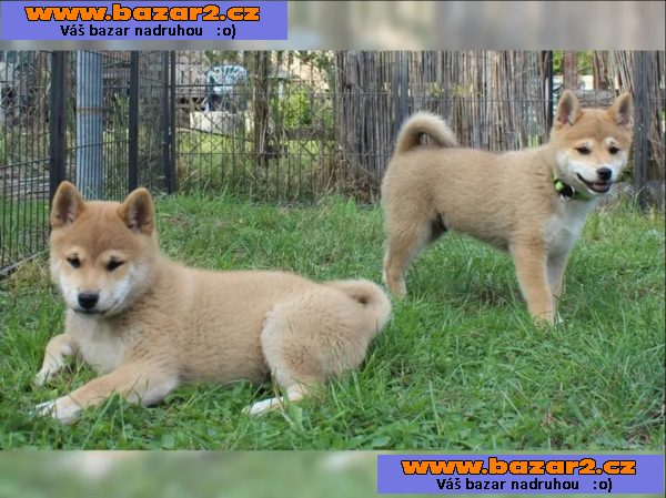 Shiba inu štěňata s PP