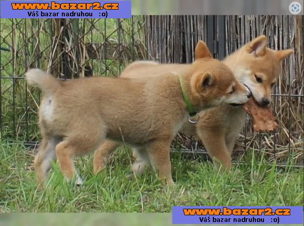 Shiba inu štěňata s PP
