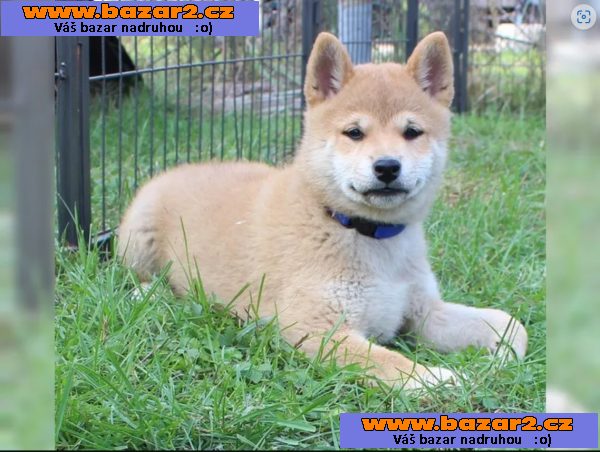 Shiba inu štěňata s PP