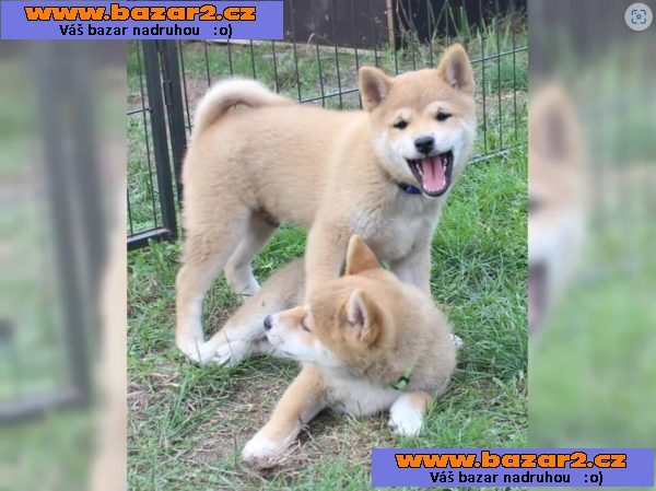 Shiba inu štěňata s PP