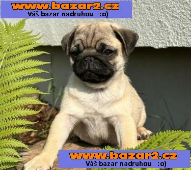 Mops s PP