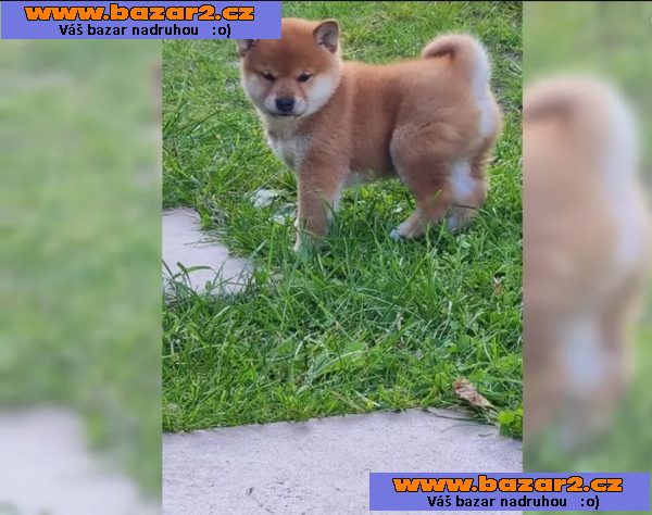 Shiba inu štěně