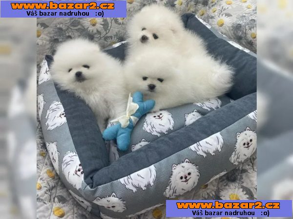 Krásné Pomeranian/trpasličí špic štěňátka FCI