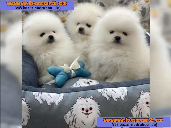 Krásné Pomeranian/trpasličí špic štěňátka FCI