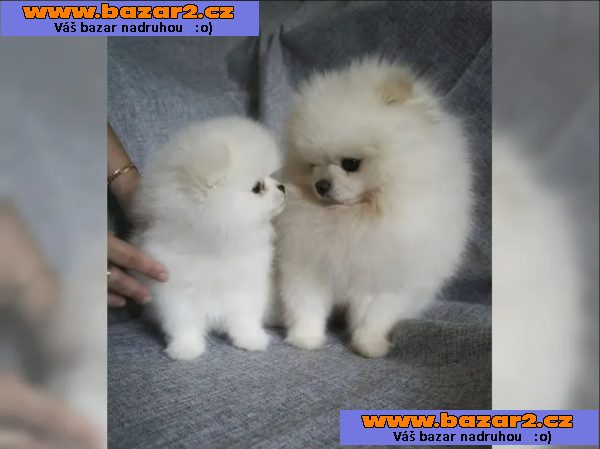 Krásné Pomeranian/trpasličí špic štěňátka FCI
