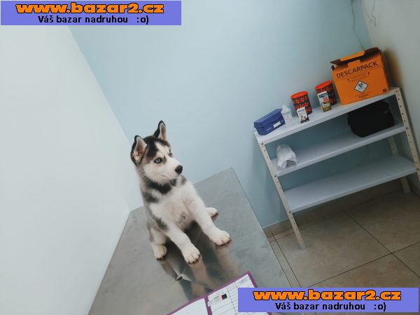 100% Sibiřský husky štěňata připraven