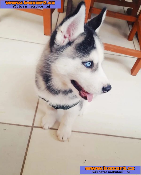 100% Sibiřský husky štěňata připraven
