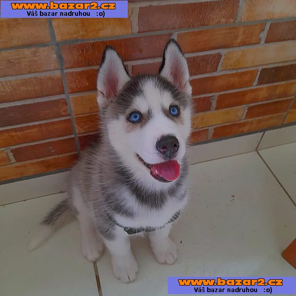 100% Sibiřský husky štěňata připraven