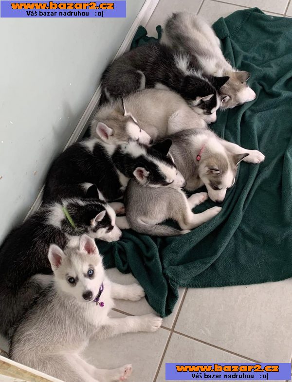 100% Sibiřský husky štěňata připraven