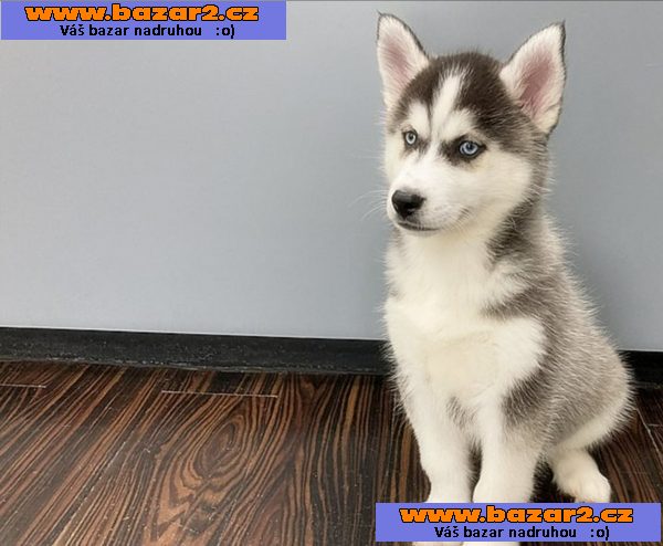 Sibiřský husky štěňata na prodej