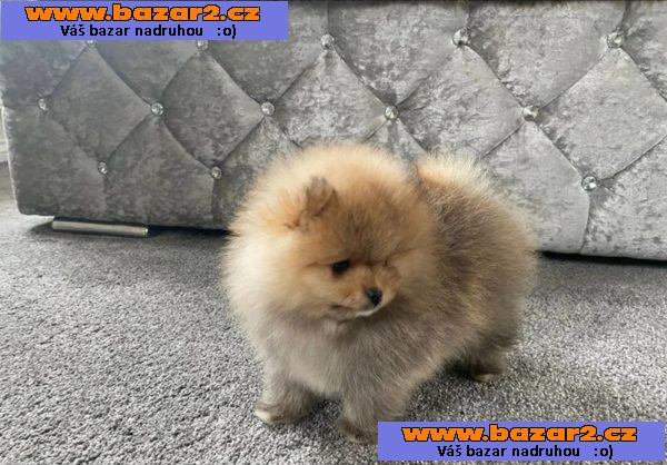 Německý špic trpasličí, Pomeranian