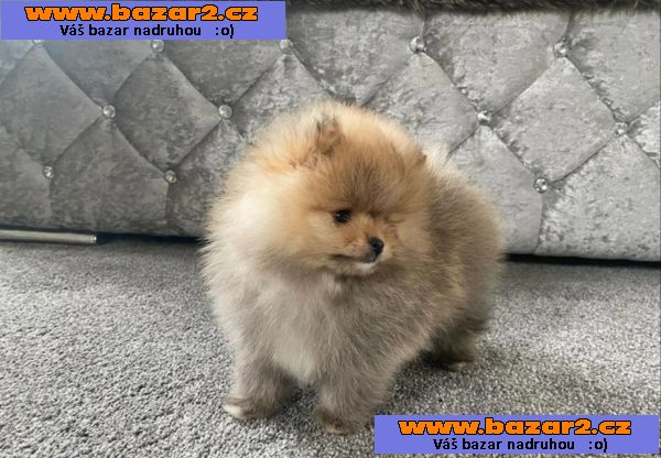 Německý špic trpasličí, Pomeranian