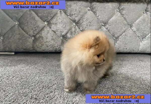 Německý špic trpasličí, Pomeranian