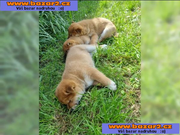 Shiba inu bez pp