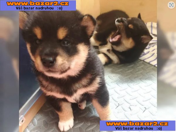 Shiba inu bez pp