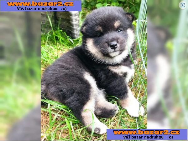 Shiba inu bez pp