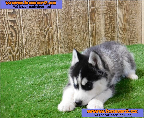 Kluk Sibiřský husky s PP