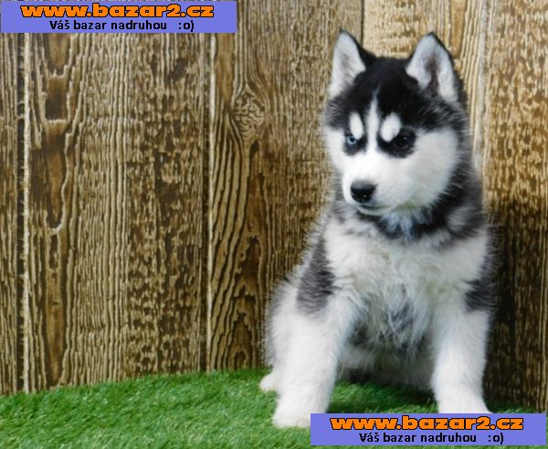Kluk Sibiřský husky s PP