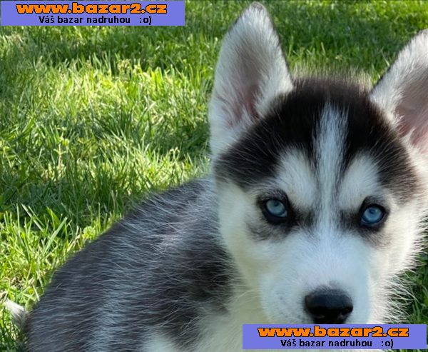 Sibiřský husky - ihned k odběru