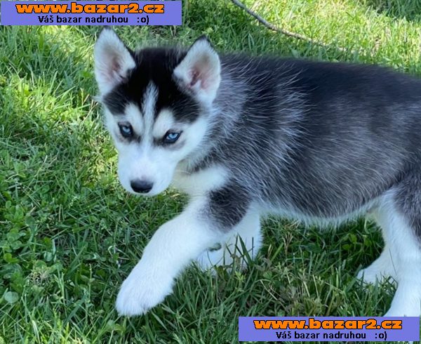 Sibiřský husky - ihned k odběru