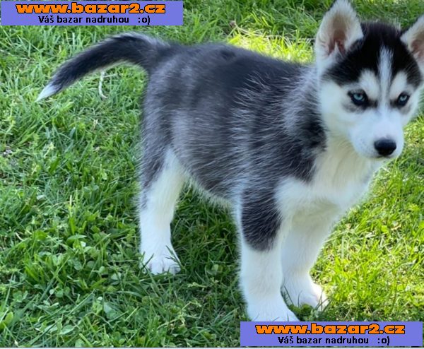 Sibiřský husky - ihned k odběru