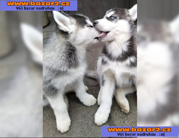 Sibiřský husky – 3 fenky a 3 pejsci s PP k odběru