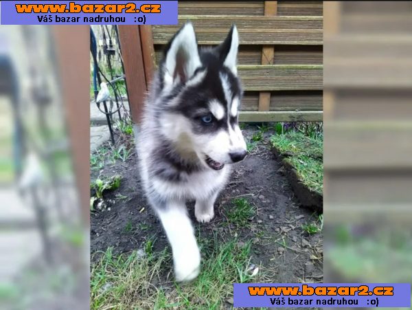 Sibiřský husky – 3 fenky a 3 pejsci s PP k odběru